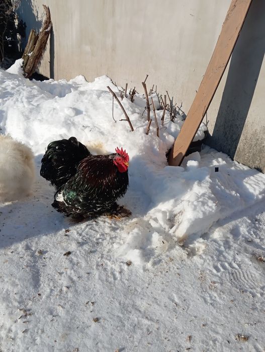 Sprzedam kuchina koguta