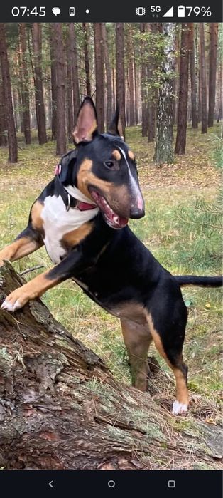 Bulterier miniaturowy