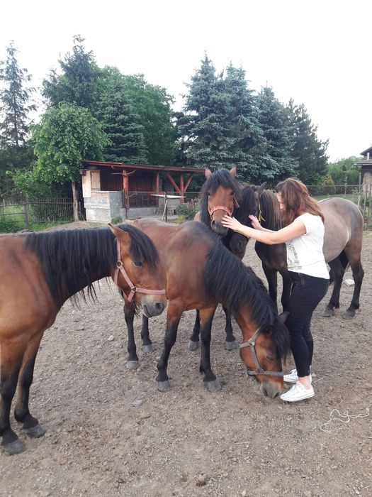 AGROTURYSTYKA pokoje noclegi jazda konna Beskid Żywiecki powiat Żywiec
