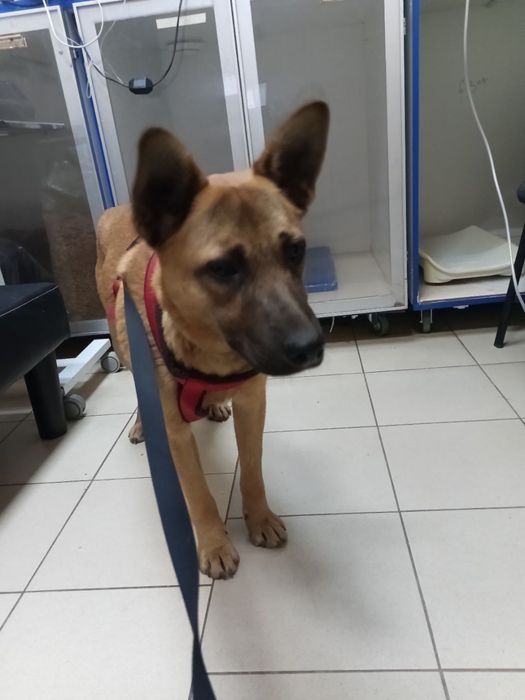 Собаці вкрай ТЕРМІНОВО потрібна родина!