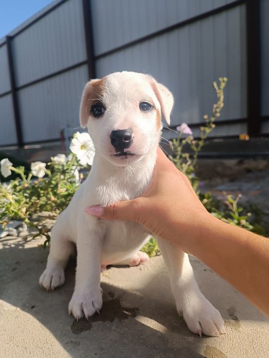 Вот такой пацан ))