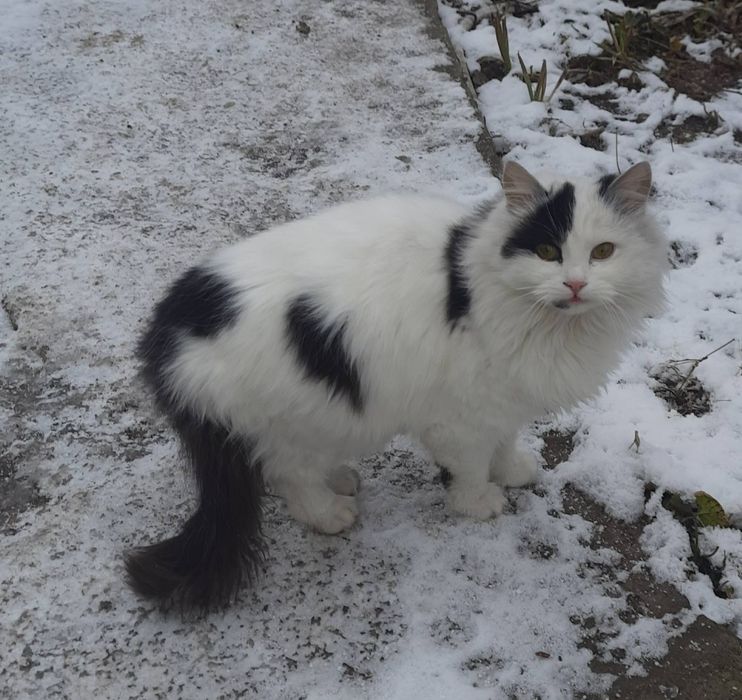 Кішечка шукає дім