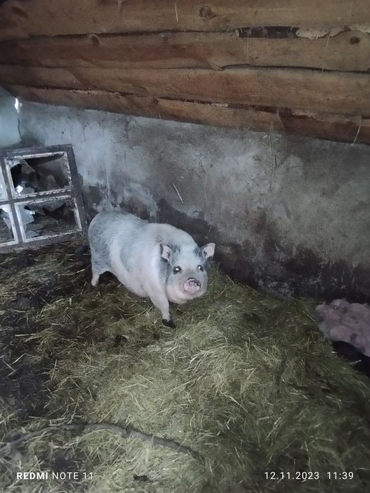 В'єтнамські свині