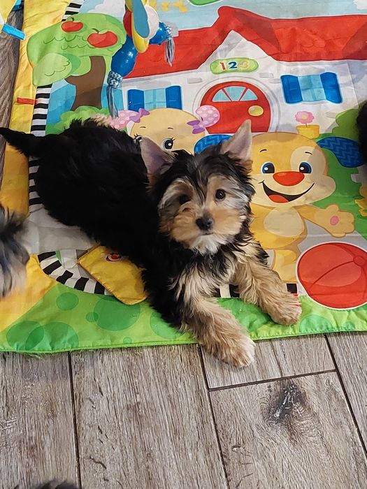 Yorkshire terrier piesek