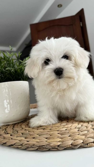 Śliczny Piesek Maltańczyk z Rodowodem Chipem