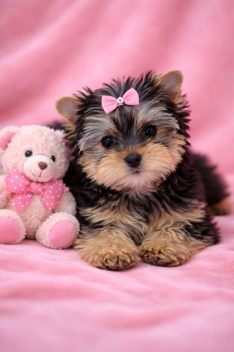 Йоркшерский терьер девочка