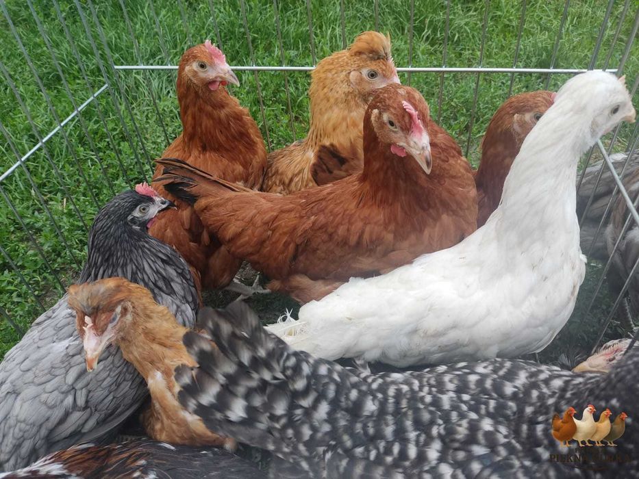 Kury Nioski Kolorowe Rosa Dominant Leghorn Lohman Leghorn