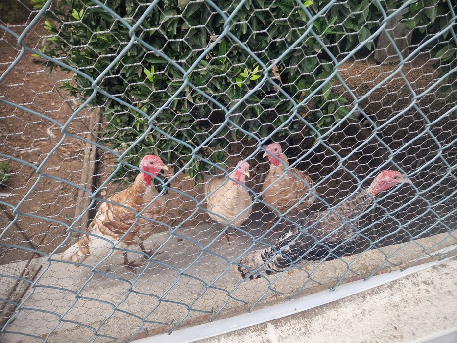 Perus casal e femeas