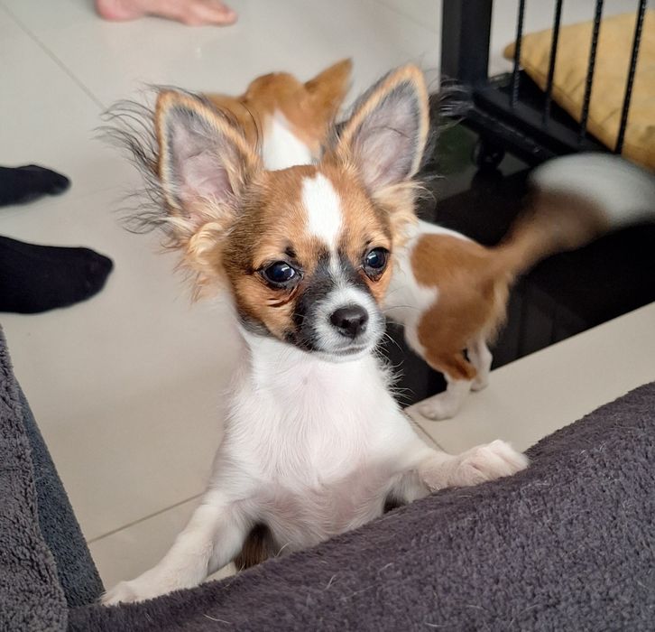 Piękny długowłosy samiec Chihuahua  Lipton - Już czeka na nowy domek.