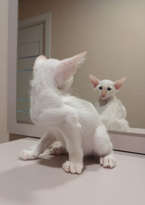 Орієнтальний хлопчик