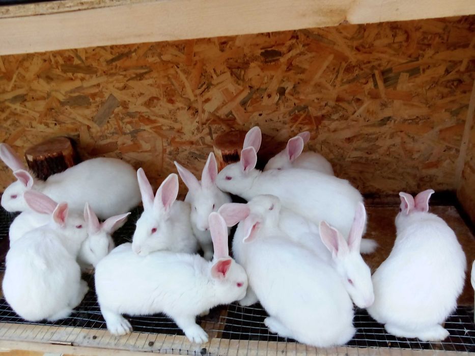 Кролики породи Хіколь самочки і самці