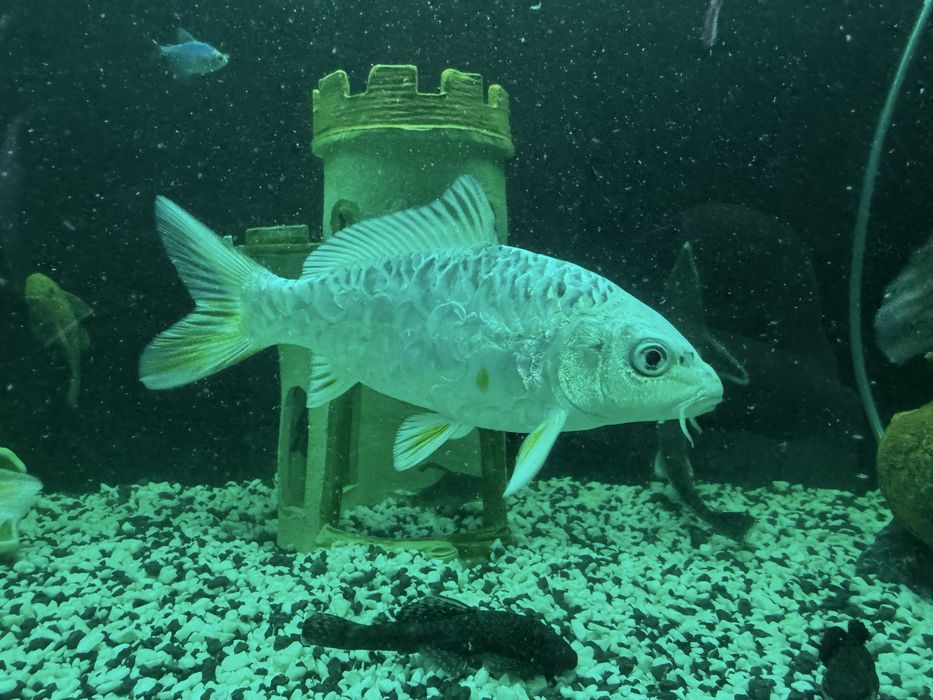 Терміново продам Карп Коі 2 шт