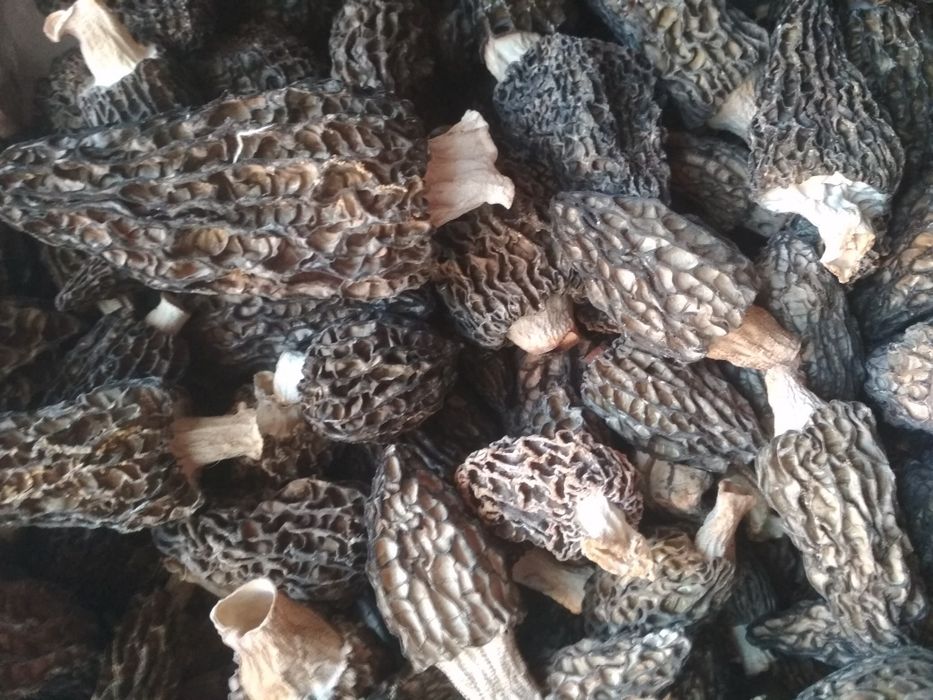 Сморчки Morchella conica 2025