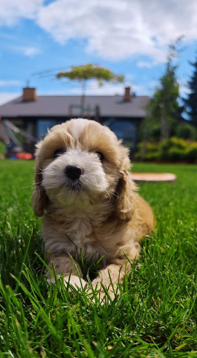 **Cockapoo** cudowny piesek!