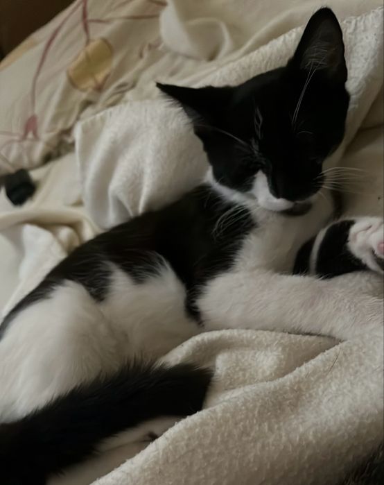debica odrobaczone kocurki do adopcji