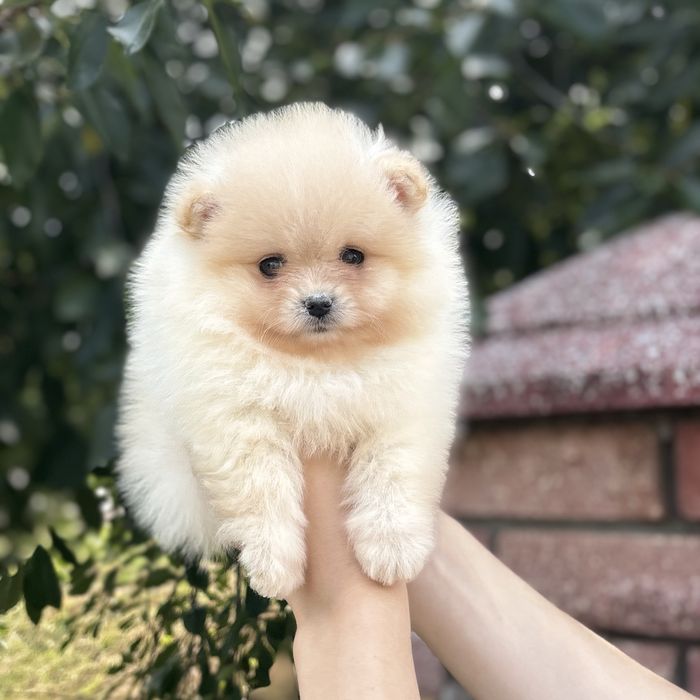 лялькова дівчинка тип ведмедика