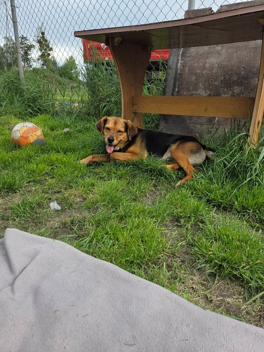 Spokojny młody piesek szuka kochającego domu