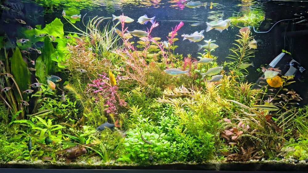 Rośliny akwariowe mix 50