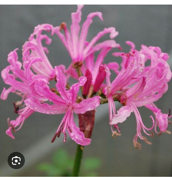 Riclineas 2€ cada bolbo