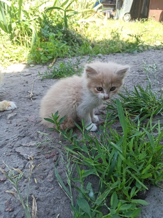 Віддам в добрі руки