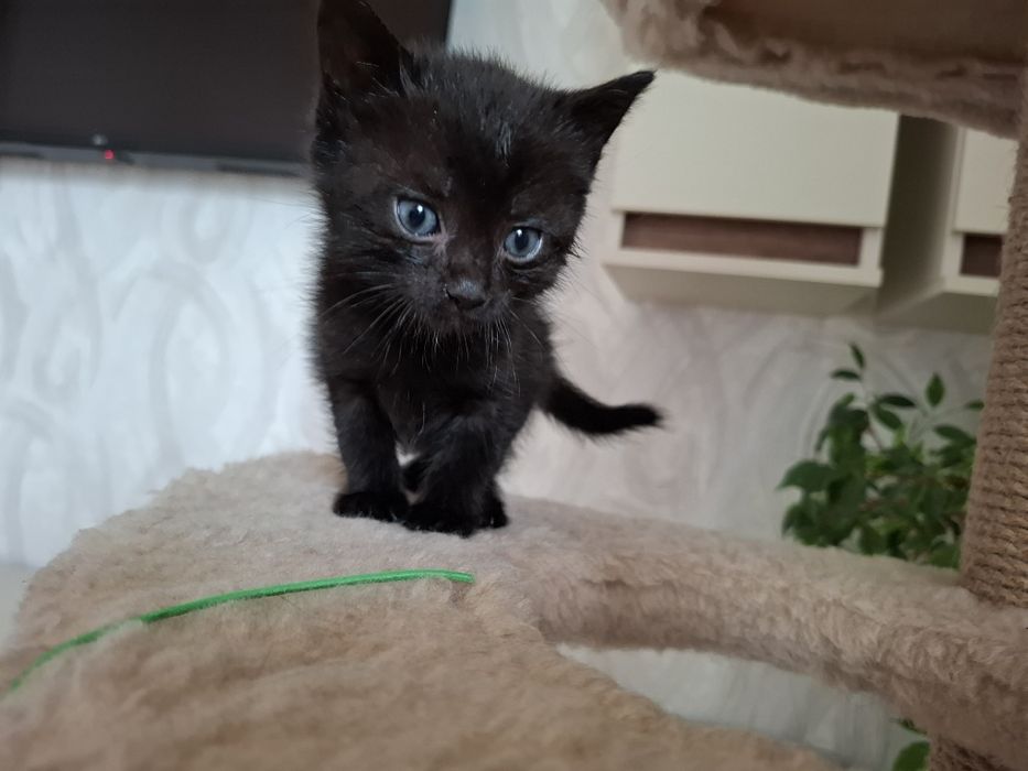 Чорненьке кошеня 0685949908