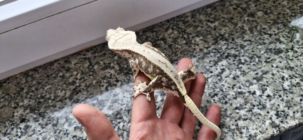 Gekony orzęsione (samice,samce)