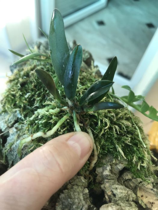 Cattleya schilleriana*sib