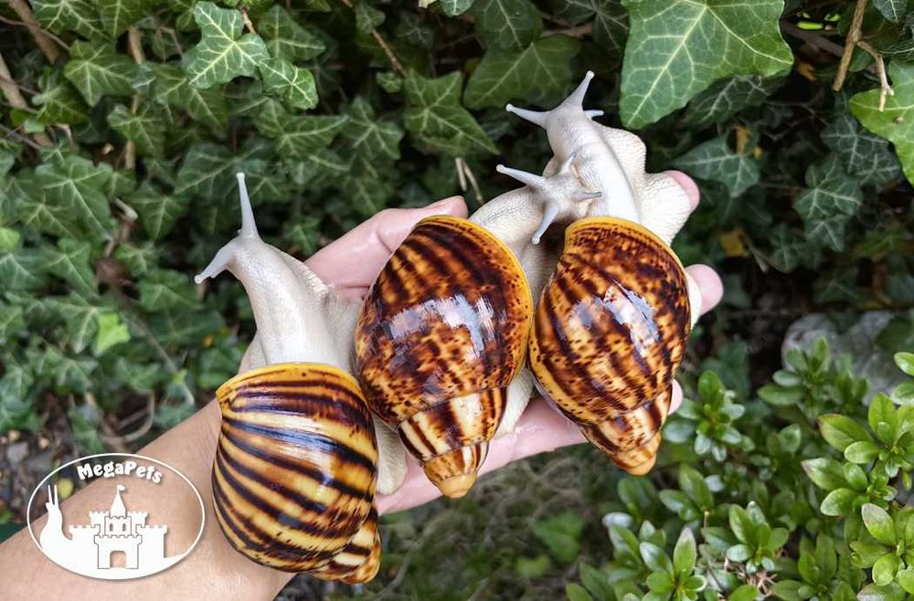 Archachatina marginata ovum silver Ślimaki Lissachatina Achatina Wije