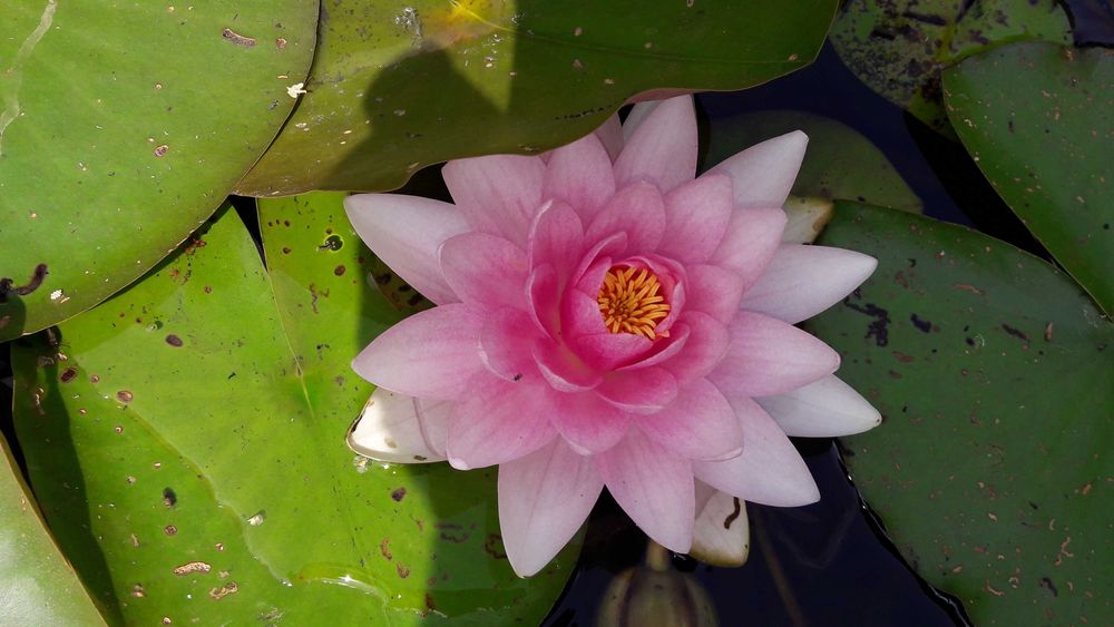 Lilie wodne nenufar różowa