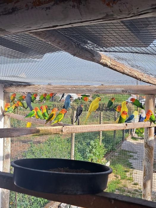 Aves e outras disponíveis