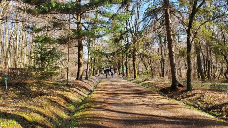 Треба розчистити ділянку або порізати колоди на дрова? Звертайтесь.