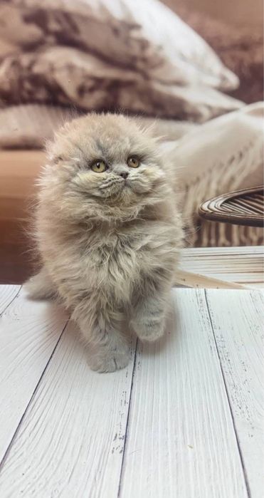 Шотландские котолапки