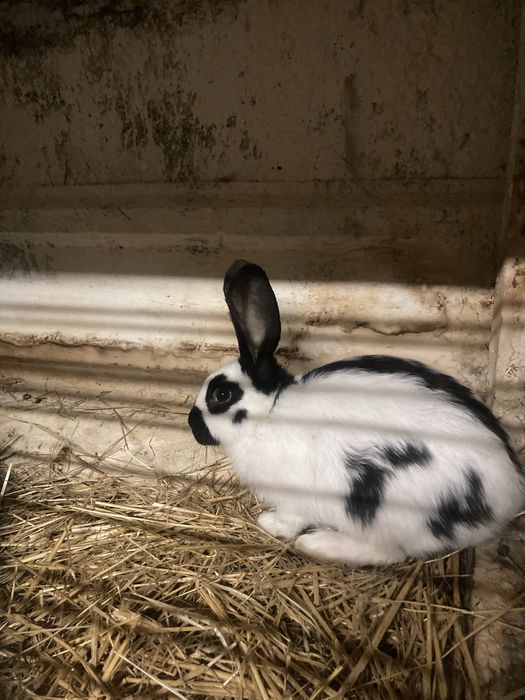 Króliki Srokacz olbrzym