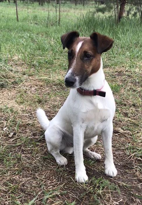 Вязка . Гладкошёрстный фокстерьер .