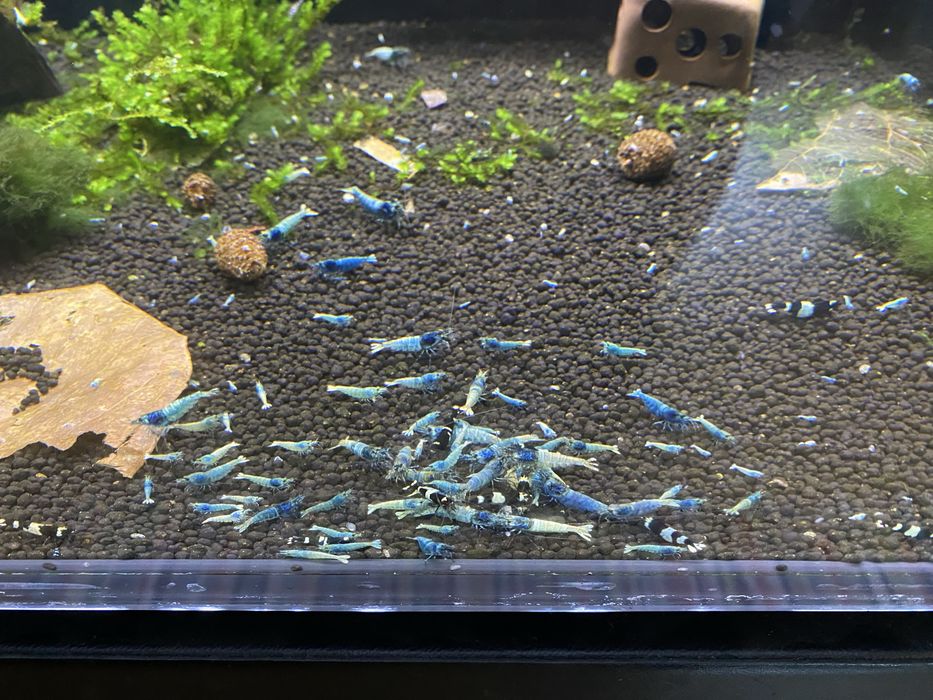 Caridina Blue Bolt