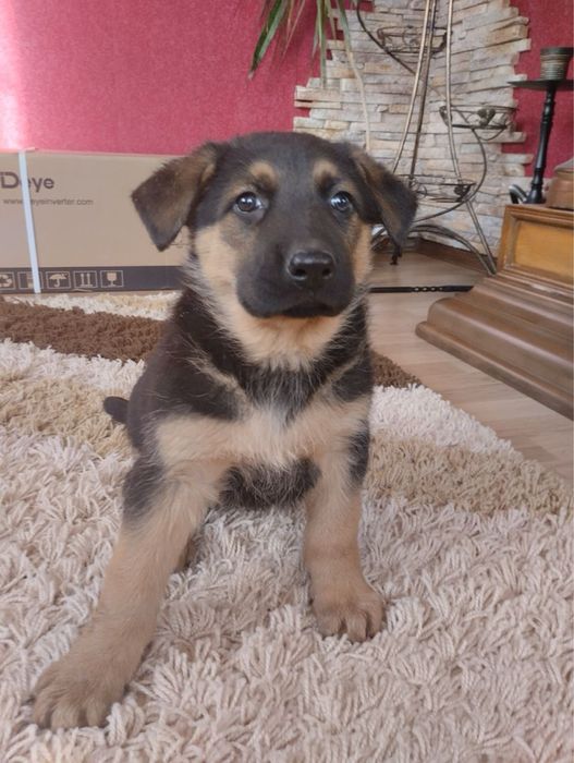 Продам цуценят Німецької вівчарки