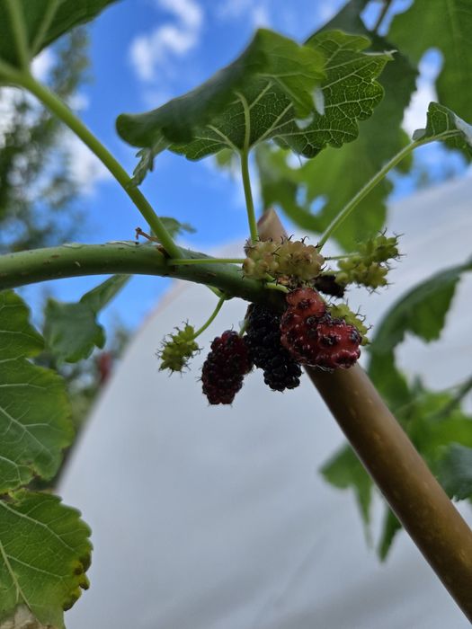 Morwa czarna pendula.