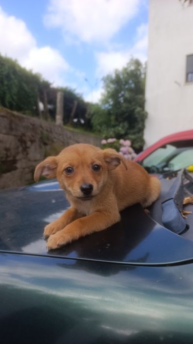 Cão porte pequeno para adoção