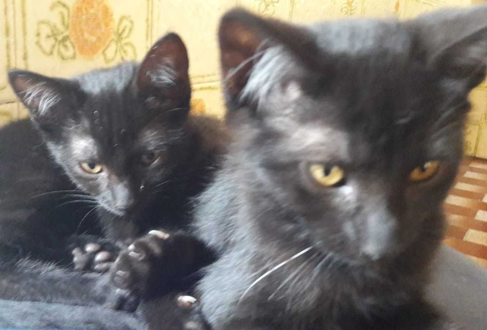 Gatinho e gatinh pretos - zona de Coimbra