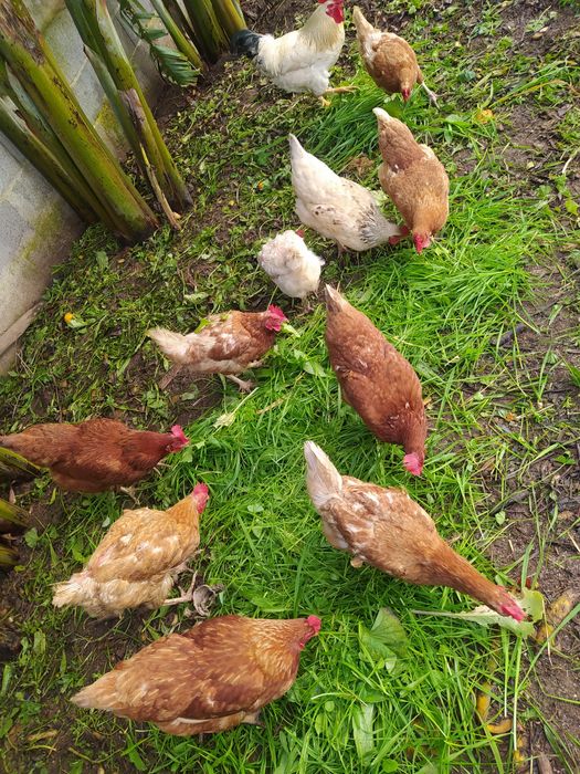 Ovos Galinhas Criadas Ar Livre, Alimentação Saudável