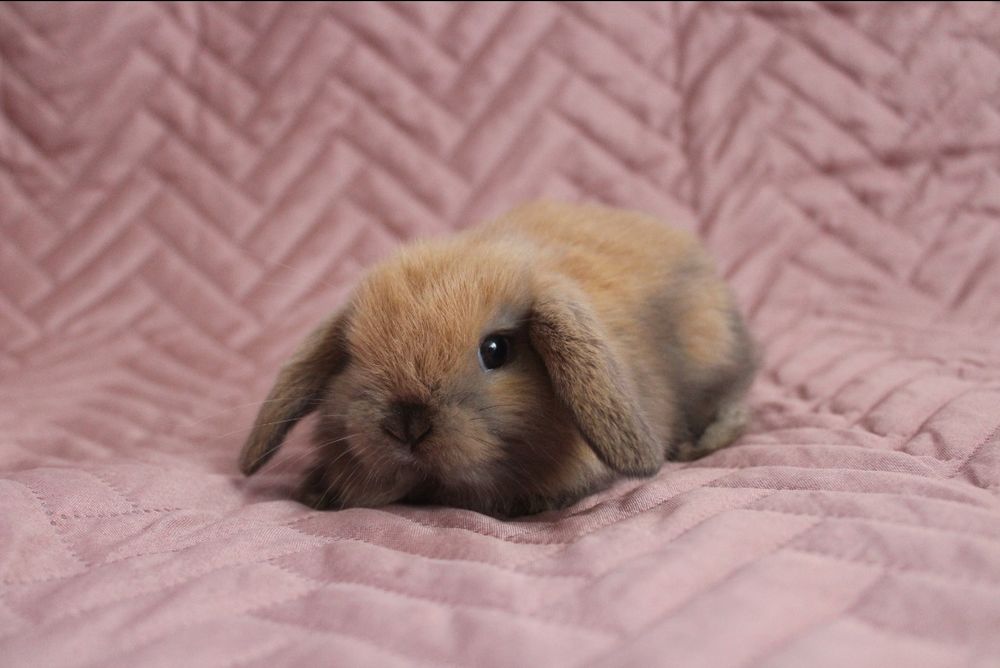 Mini lop króliki karzełek miniaturka baranek hodowla