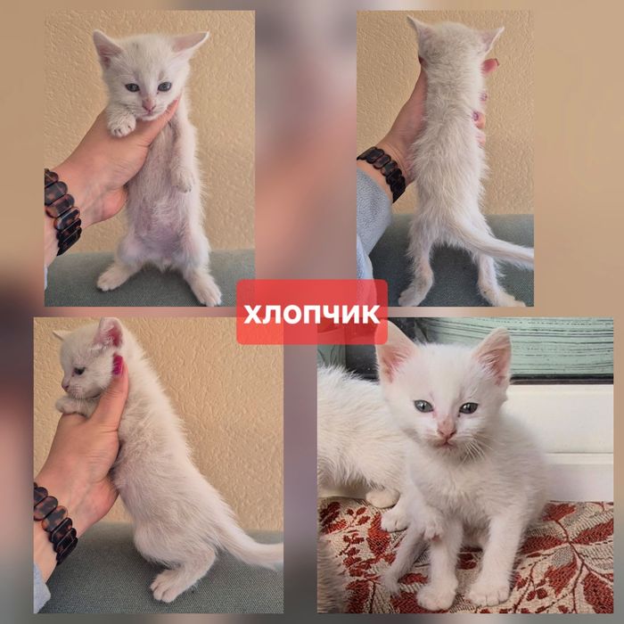 Малиш - черниш шукає для себе сім'ю.