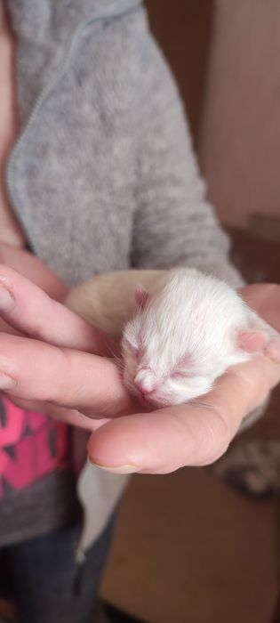 Віддам кошенят. Через місяць можна буде забирати