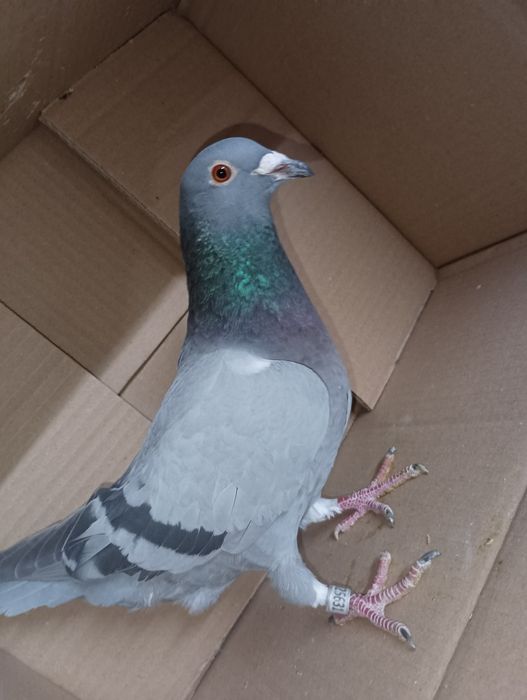 Pombos correios para venda devidamente anilhados com os respectivos ca