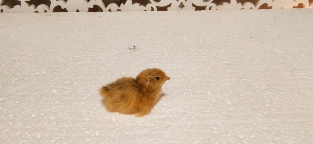 Продам суточні перепілки