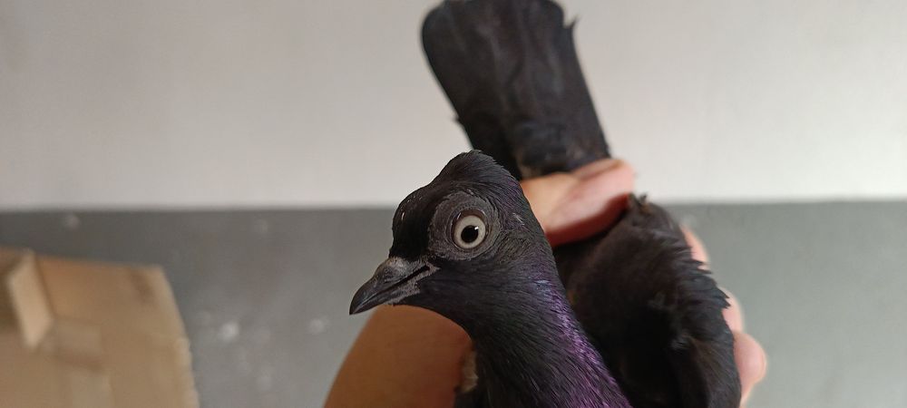 Sprzedam Wiedeńskie z roku 2025 / 2024.