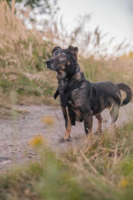 Szukamy stałego i kochającego domu dla Rico