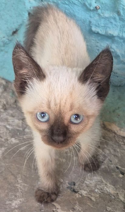 Сіамська котеня дівчинка