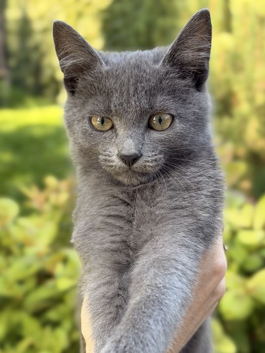 Кошеня дівчинка