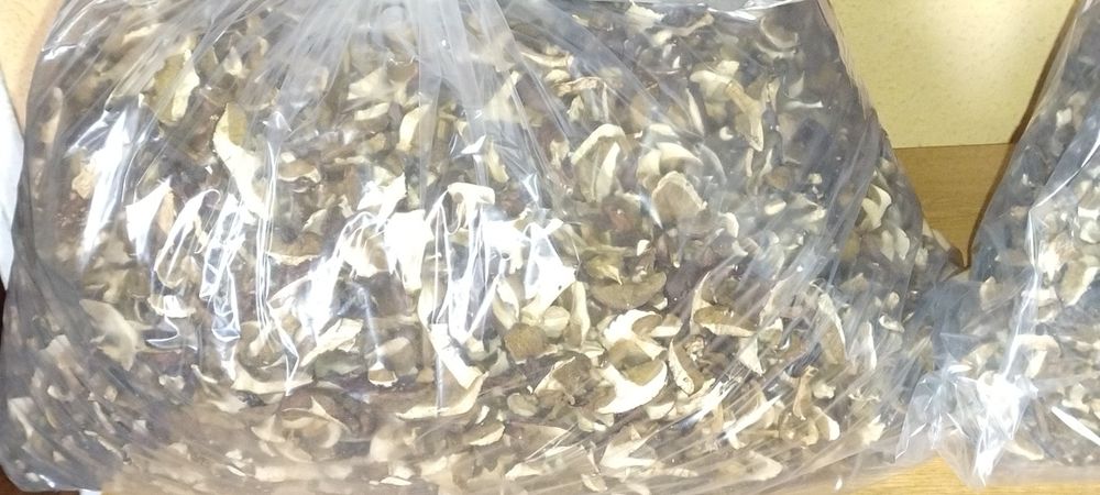 Suszone    Grzyby     2025